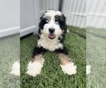 Small Photo #6 Bernedoodle (Miniature) Puppy For Sale in MENIFEE, CA, USA