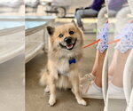 Small #1 Pomsky