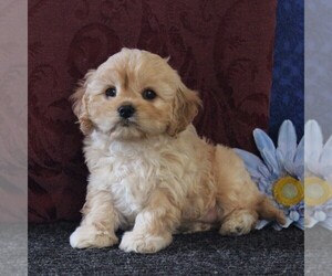 Cavachon-Cavalier King Charles Spaniel Mix Puppy for sale in MORGANTOWN, PA, USA