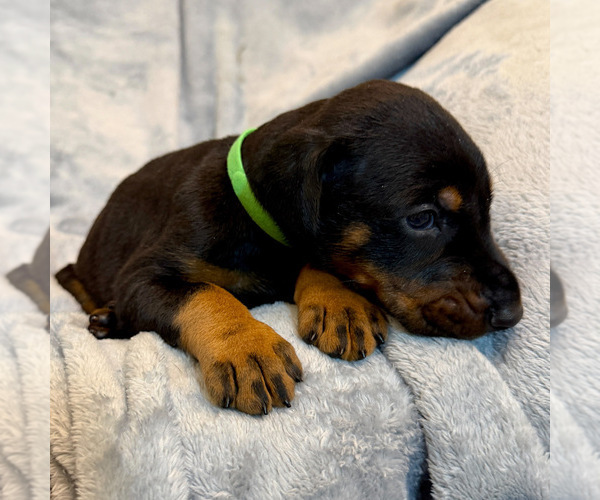 Medium Photo #16 Doberman Pinscher Puppy For Sale in LAKELAND, FL, USA