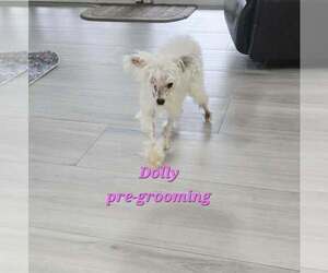 Dolly - Female Maltese-Unknown Mix Dog for Adoption - Photo #4