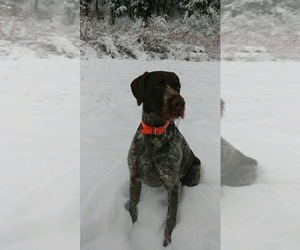 Mother of the German Wirehaired Pointer puppies born on 05/02/2021