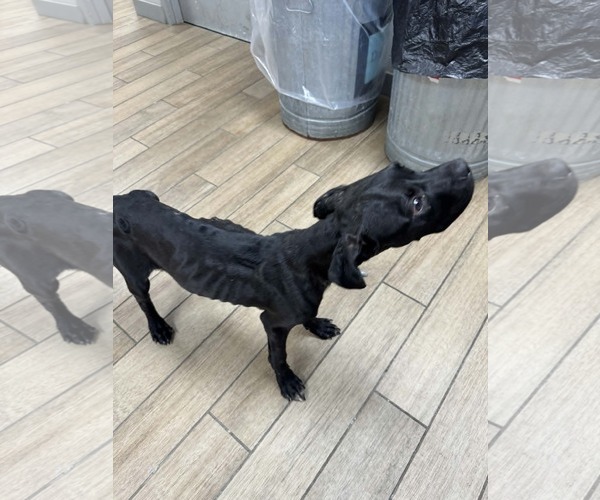 Medium Photo #2 Labrador Retriever-Unknown Mix Puppy For Sale in Rowlett, TX, USA