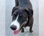 Small American Pit Bull Terrier Mix