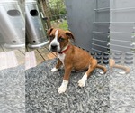 Small #4 Boxer Mix