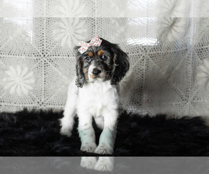 Cocker Spaniel Puppy for sale in MILLERSBURG, IN, USA