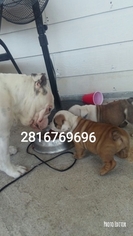 English Bulldog Puppy for sale in HOUSTON, TX, USA