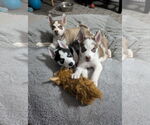 Small #5 Siberian Husky