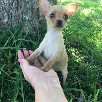 Medium Photo #1 Chihuahua Puppy For Sale in HOUSTON, TX, USA