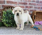 Small #5 Labrador Retriever