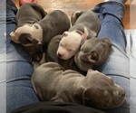 Small Photo #6 American Pit Bull Terrier Puppy For Sale in LAKEWOOD, CO, USA