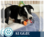 Auggie 100326 - Male Border Collie-Unknown Mix Dog for Adoption - Small photo