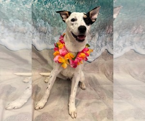 Mutt Dogs for adoption in Pottstown, PA, USA