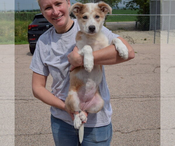 Medium Photo #4 Australian Shepherd-Collie Mix Puppy For Sale in Huntley, IL, USA