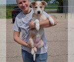 Small #3 Australian Shepherd-Collie Mix