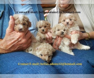 Maltipoo Puppy for sale in PHILADELPHIA, PA, USA