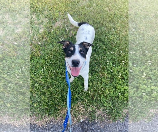 Medium Photo #3 Mutt Puppy For Sale in Pottstown, PA, USA