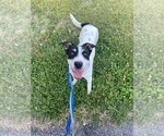 Small #2 Mutt