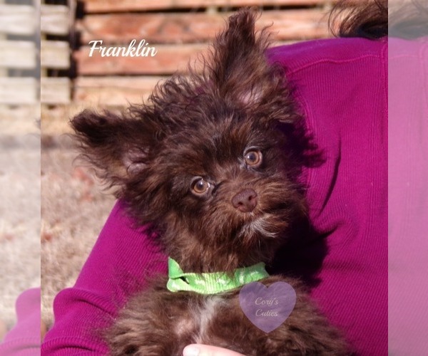 Medium Photo #1 Pomeranian-Poodle (Toy) Mix Puppy For Sale in ELKLAND, MO, USA