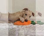 Small #11 Labrador Retriever Mix