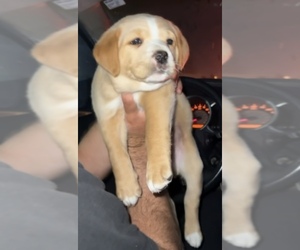 Golden Retriever Puppy for sale in TRABUCO CYN, CA, USA
