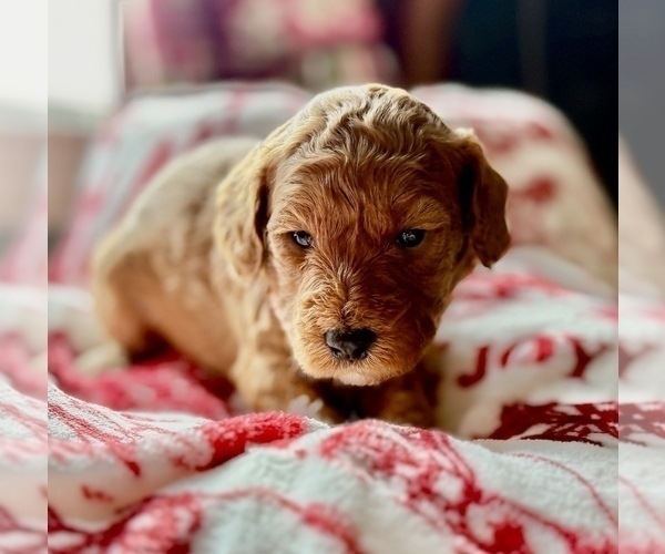 Medium Photo #7 Goldendoodle (Miniature) Puppy For Sale in SAINT MARYS, KS, USA