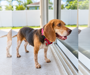 Asia - Female Beagle Dog for Adoption - Photo #12