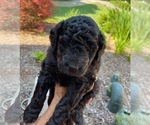 Small Photo #7 Goldendoodle Puppy For Sale in CHAMPION, NC, USA