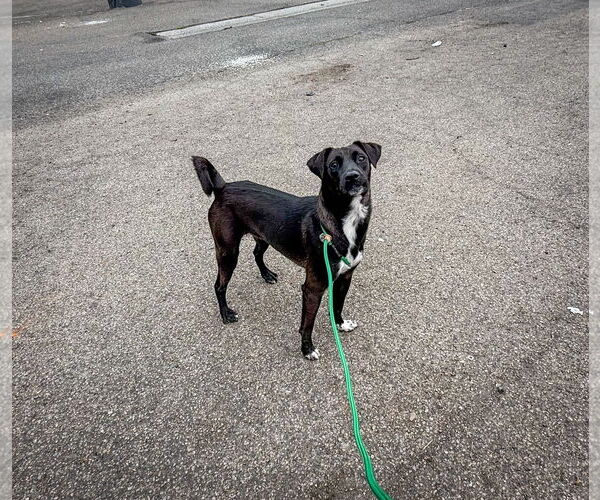 Medium Photo #3 Labrador Retriever-Unknown Mix Puppy For Sale in San Diego, CA, USA
