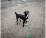 Small #2 Labrador Retriever Mix