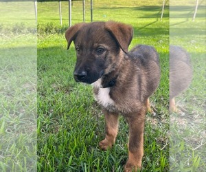 Shepradors Dogs for adoption in Princeton, MN, USA