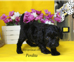 Small Photo #10 Cavapoo Puppy For Sale in CHANUTE, KS, USA