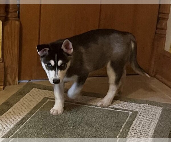 Medium Photo #8 Siberian Husky Puppy For Sale in BURLINGTON, WI, USA
