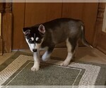 Small Photo #8 Siberian Husky Puppy For Sale in BURLINGTON, WI, USA