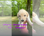 Small Photo #10 Goldendoodle Puppy For Sale in WINFIELD, TN, USA