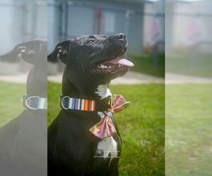 American Pit Bull Terrier-Unknown Mix Dogs for adoption in Martinsburg, WV, USA