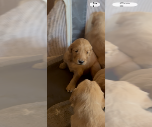 Medium Photo #2 Golden Retriever Puppy For Sale in GARDEN VALLEY, CA, USA