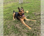 Small #3 German Shepherd Dog