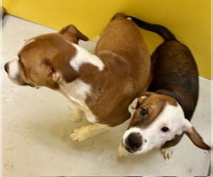 Basset Hound-Unknown Mix Dogs for adoption in Pampa, TX, USA