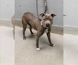 Mutt Dogs for adoption in Las Vegas, NV, USA