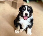 Puppy Aspen Miniature Australian Shepherd