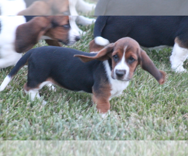 Medium Photo #55 Basset Hound Puppy For Sale in MEMPHIS, MO, USA