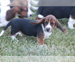 Small Photo #55 Basset Hound Puppy For Sale in MEMPHIS, MO, USA