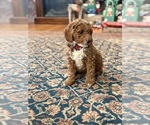 Small #4 Goldendoodle (Miniature)
