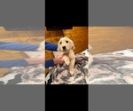 Puppy Puppy 1 Golden Retriever