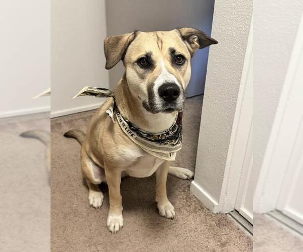 Medium Photo #2 Anatolian Shepherd Puppy For Sale in Santa Maria, CA, USA