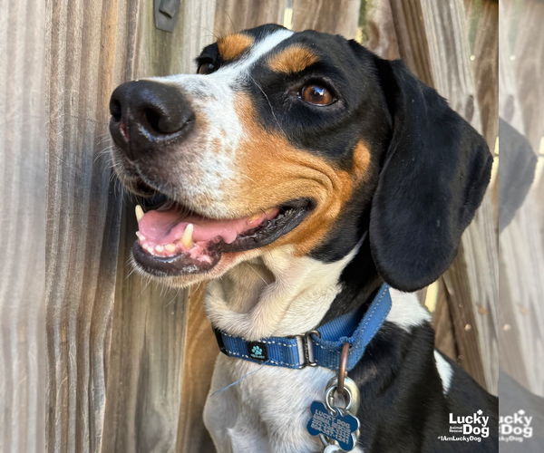 Medium Photo #5 Bluetick Coonhound-Coonhound Mix Puppy For Sale in Washington, DC, USA