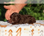 Small #18 ShihPoo