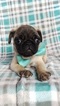 Small Photo #6 Pug Puppy For Sale in EDEN, PA, USA