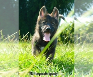 German Shepherd Dog-Siberian Husky Mix Puppy for sale in MULBERRY, FL, USA